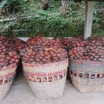 Mencari Jalan Alternatif Dari Buah Salak