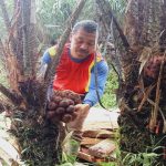 Harga Tidak Kunjung Naik, Petani Salak Merengek
